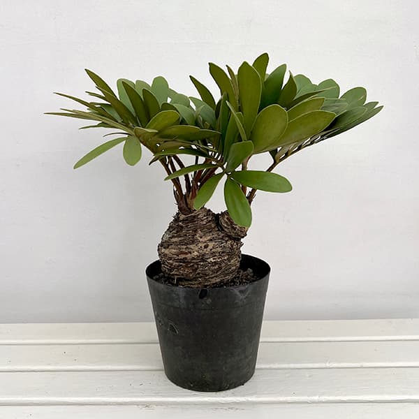 園芸ネット本店｜ザミア：フルフラセア 7号鉢植え25-02 の通販【公式】