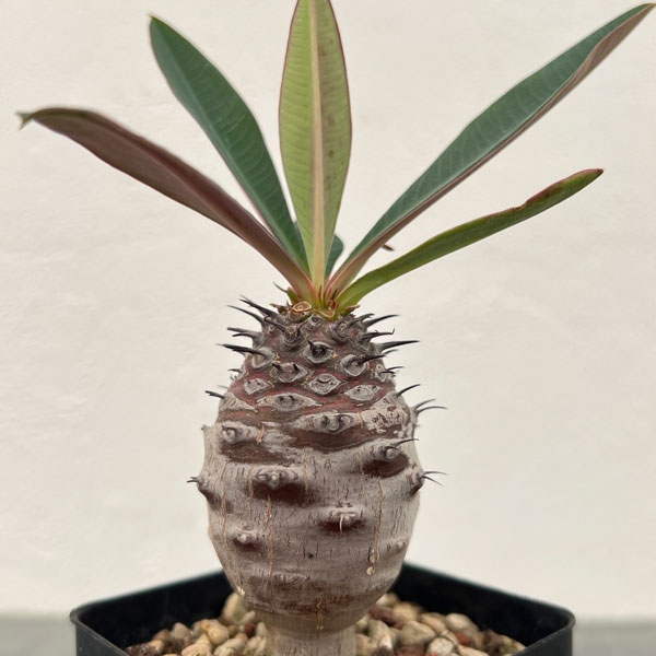 園芸ネット本店｜ユーフォルビア：パキポディオイデス 2.5号鉢植え* の