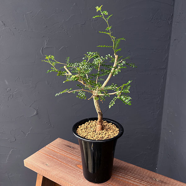 園芸ネット本店｜[ザ・ファームセレクト]オペルクリカリア：デカリー