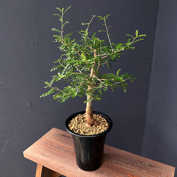 園芸ネット本店｜オペルクリカリア：デカリー 4.5号鉢植え25-02 の通販