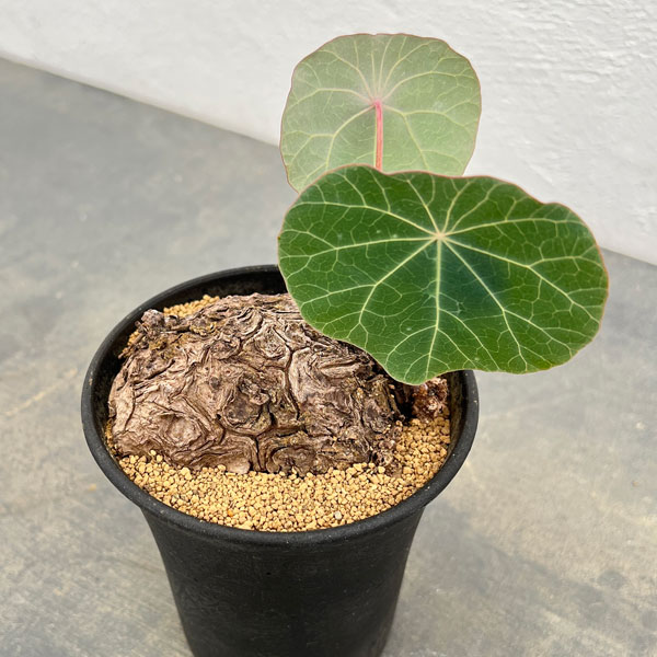 園芸ネット本店｜ステファニア：カウィーサキー 3.5号鉢植え25-02 の