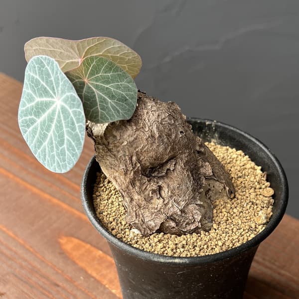 園芸ネット本店｜[ザ・ファームセレクト]ステファニア：カウィーサキー