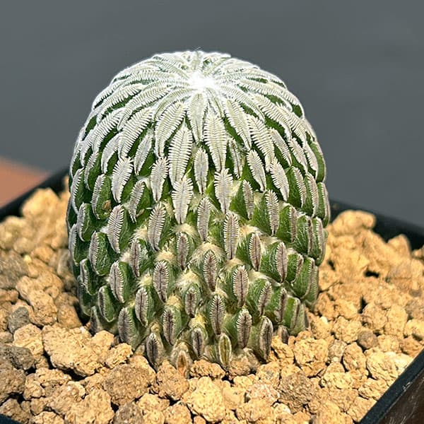 園芸ネット本店｜サボテン：精巧丸（ペレキフォラ アセリフォルミス