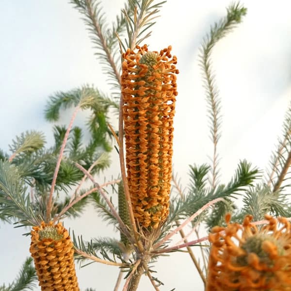 園芸ネット本店｜バンクシア：リトルエリック 5号鉢植え の通販【公式】