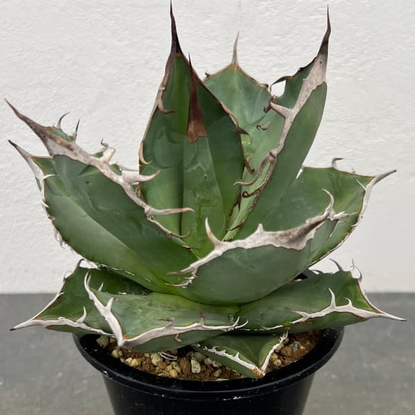 園芸ネット本店｜アガベ：チタノタ 山亀 4号鉢植え の通販【公式】