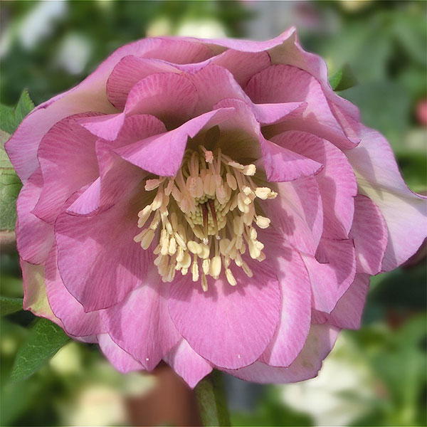 園芸ネット本店｜クリスマスローズ：神楽3.5号ポット の通販【公式】