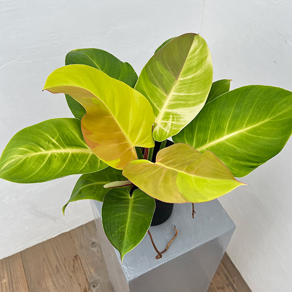 園芸ネット本店｜フィロデンドロン：イエローフレーム 4号鉢植え25-05