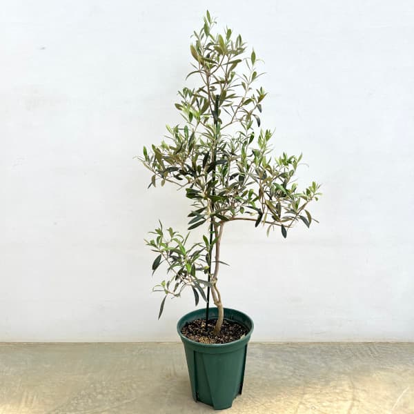 園芸ネット本店｜オリーブ：アイセブンセブン(I-77) 8号鉢植え* の通販