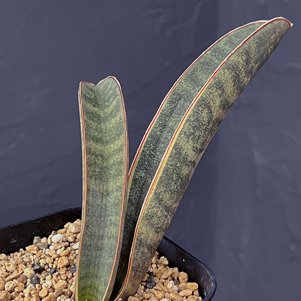 園芸ネット本店｜サンセベリア：ハリー（ピンク）斑入り 3.5号鉢植え