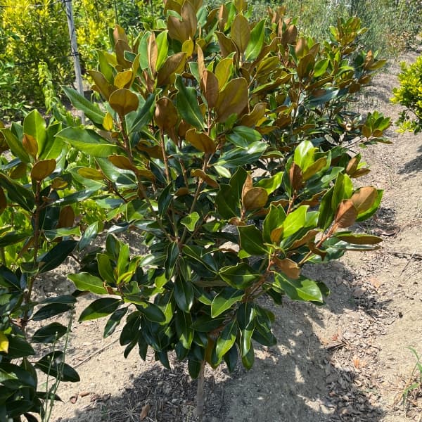 園芸ネット本店｜タイサンボク：リトルジェム 樹高1-1.2m根巻き の通販