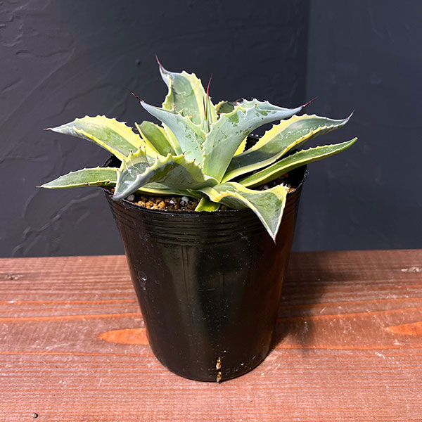 園芸ネット本店｜アガベ：オバティフォリア オルカ 4号鉢植え25-01 の