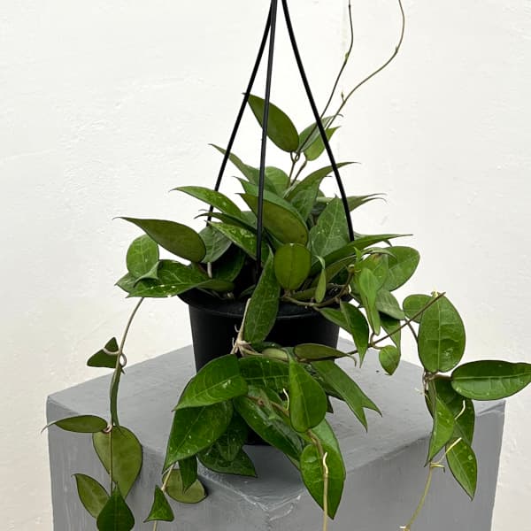 HOYAインスラリス ② 3.5号吊り 園芸ネット本店｜ホヤ：インスラリス 2