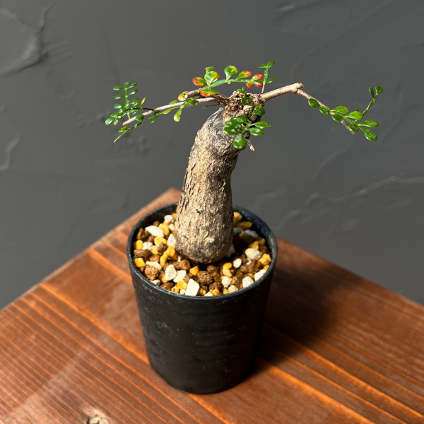 園芸ネット本店｜オペルクリカリア：デカリー （実生株） 2.5号鉢植え