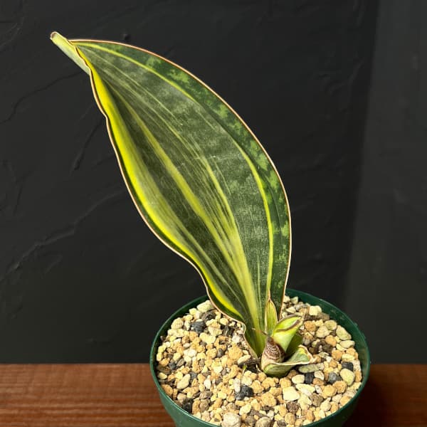 園芸ネット本店｜サンセベリア：マッソニアーナ（斑入り） 3号ポット