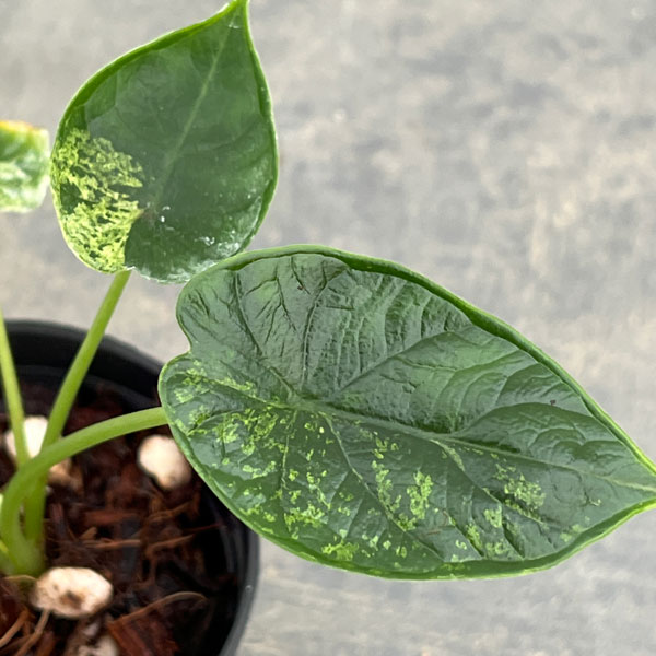 園芸ネット本店｜アロカシア：ドラゴンスケールミント 3号ポット の