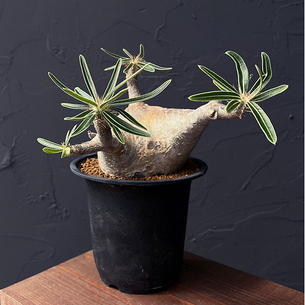 園芸ネット本店｜パキポディウム：グラキリス 3.5号25-03 の通販【公式】