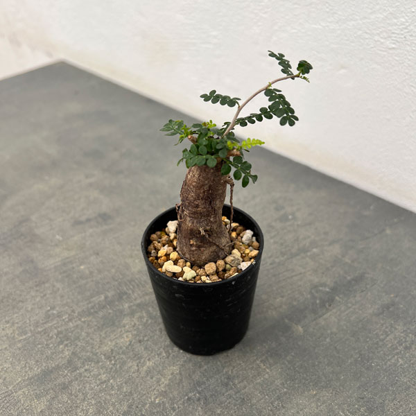 園芸ネット本店｜オペルクリカリア：パキプス（根挿し株）Mサイズ 2.5