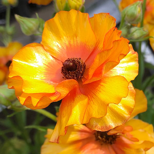 園芸ネット本店｜ラナンキュラス：サラセレネ ラゴス5号鉢植え の通販