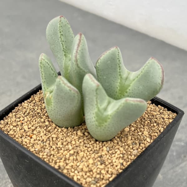 園芸ネット本店｜コノフィツム：Y57 3号鉢植え の通販【公式】