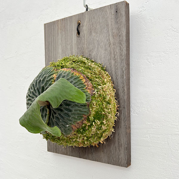 園芸ネット本店｜ビカクシダ（コウモリラン）：マダガスカリエンセ板