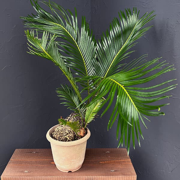 園芸ネット本店｜ソテツ（蘇鉄）6号25-05 の通販【公式】