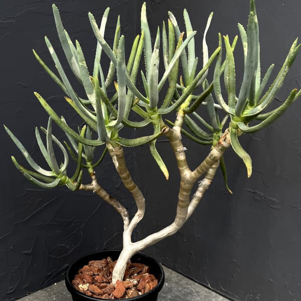 園芸ネット本店｜アロエ：ラモシシマ 6号25-01 の通販【公式】