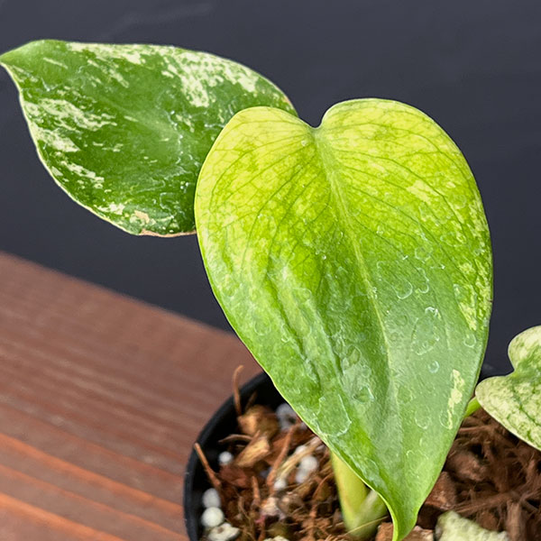 園芸ネット本店｜モンステラ：ホワイトモンスター 3号ポット の通販