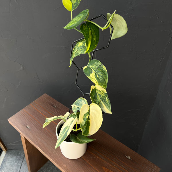 園芸ネット本店｜スキンダプサス：ジェイドサテンバリエガータ 3.5号