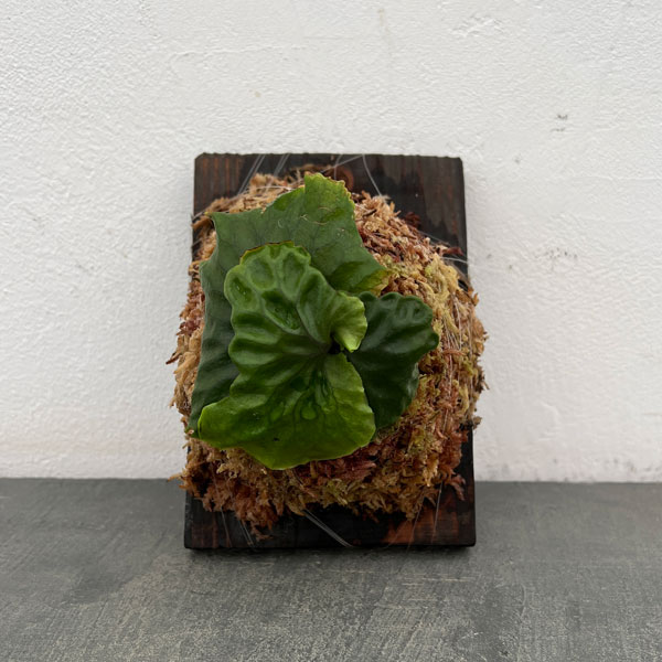 園芸ネット本店｜ビカクシダ（コウモリラン）：マダガスカリエンセ板付