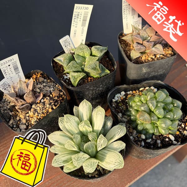 園芸ネット本店｜ハオルチア：福袋Dセット（5株セット） の通販【公式】