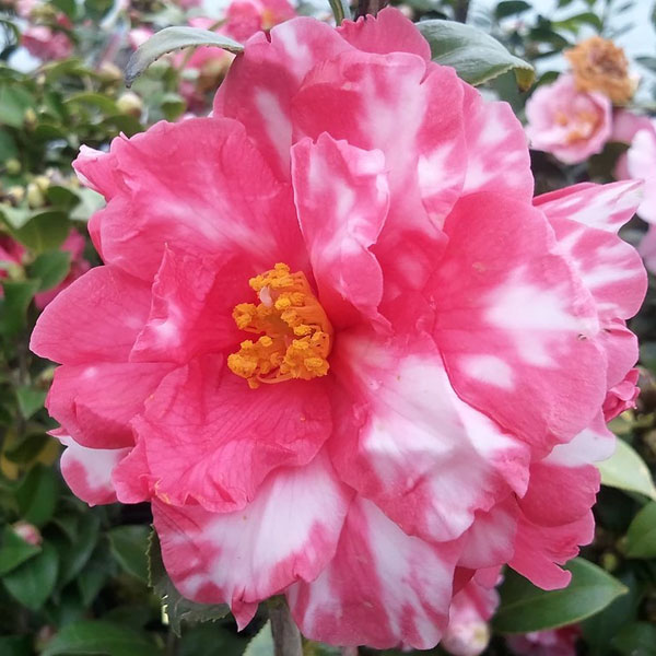 園芸ネット本店｜ツバキ（椿）:ユキツバキ春日山（かすがやま）3.5号