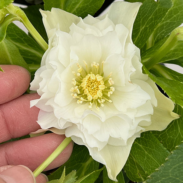 園芸ネット本店｜クリスマスローズ：セレクトダブル26-34レフレール系