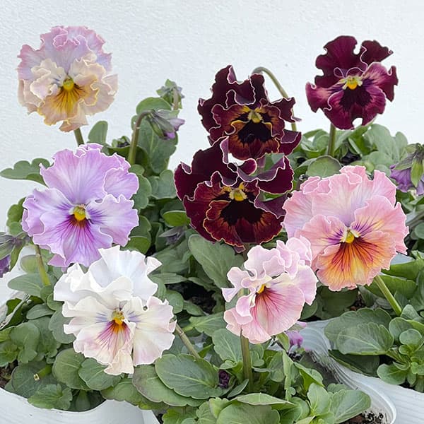園芸ネット本店｜パンジー：フェデネージュ トイプー3-3.5号ポット 6株