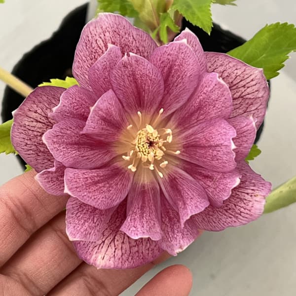 園芸ネット本店｜曽田園芸さんのクリスマスローズ：26-26金色冬牡丹4号