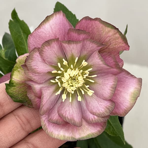 園芸ネット本店｜曽田園芸さんのクリスマスローズ：26-27桜利休4号