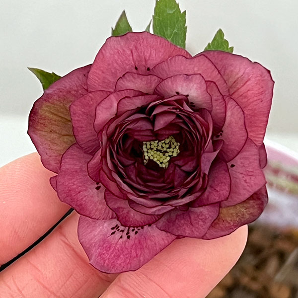 園芸ネット本店｜吉田園芸さんのクリスマスローズ：超多弁交配26-03