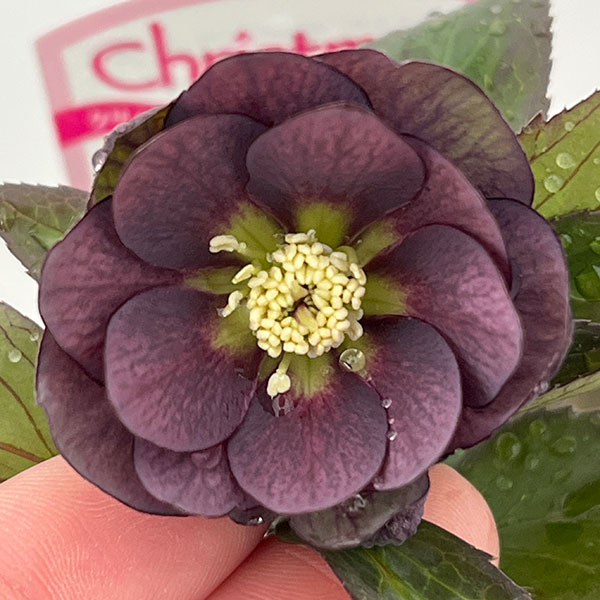 園芸ネット本店｜○クリスマスローズ（原種交配種）：デュメトルム交配