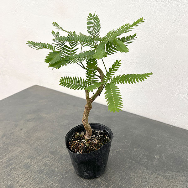 園芸ネット本店｜ネムノキ：エバーフレッシュ（実生株） 2.5号ポット