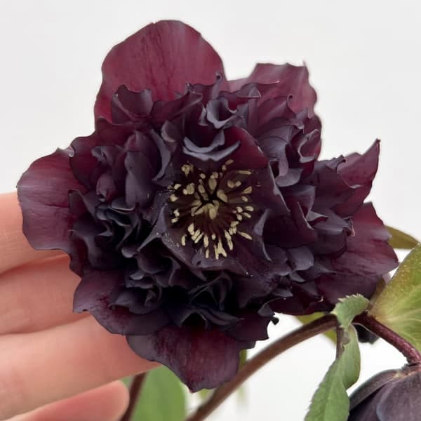 園芸ネット本店｜細川さんのクリスマスローズ：ダブル26-08／4号ポット