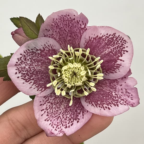 クリスマスローズ セミダブルまとめ売り クリスマスローズ (セミダブル