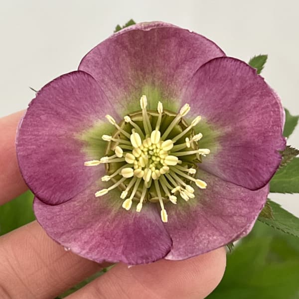 園芸ネット本店｜クリスマスローズ：スウィングシングル26-07／1.5L