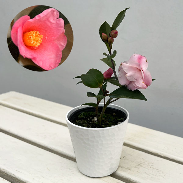 園芸ネット本店｜ツバキ（椿）：香妃 曲がり 3.5号匠鉢入り の通販【公式】