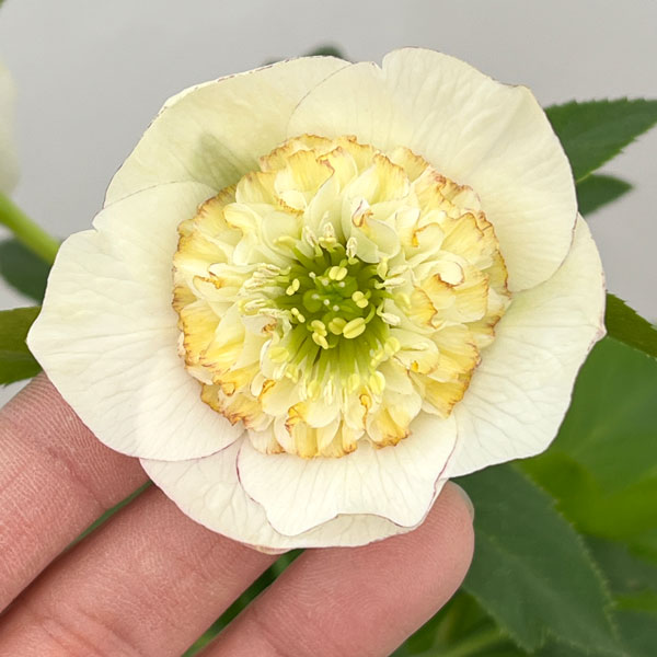 園芸ネット本店｜加藤農園さんのクリスマスローズ：26-16セミダブル