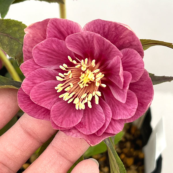 園芸ネット本店｜加藤農園さんのクリスマスローズ：26-19ダブル／4.5号