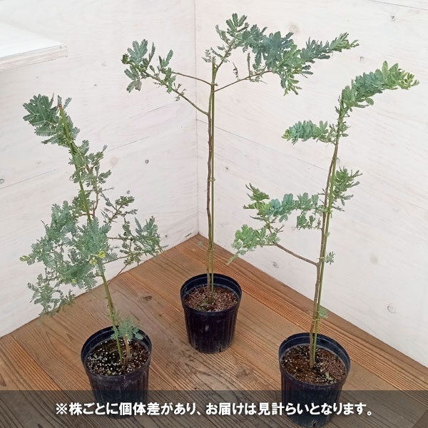 園芸ネット本店｜アカシア：ギンヨウアカシア 5号ポット の通販【公式】