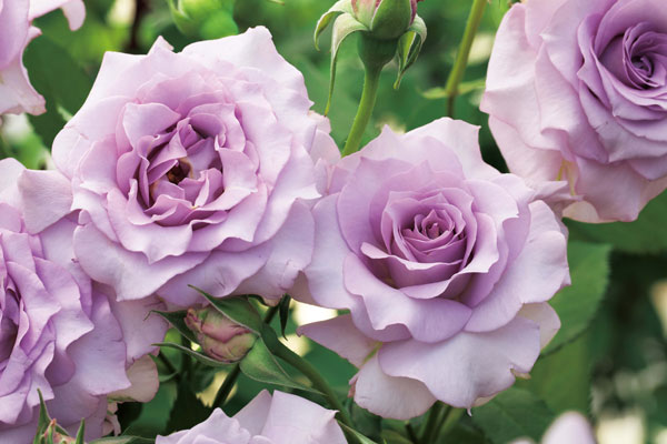 園芸ネット本店｜四季咲中輪バラ：サロン大苗3.5号ロングポット の通販