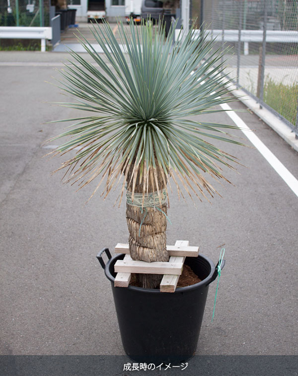 園芸ネット本店｜ユッカ：ロストラータ5号ポット の通販【公式】