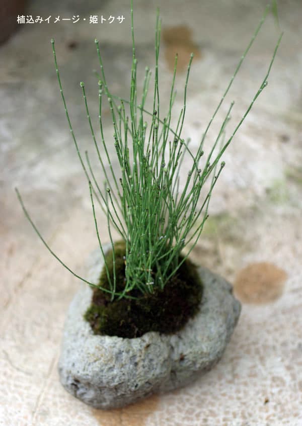 園芸ネット本店｜山野草鉢：さつま軽石鉢 3個セット（S・M・Lサイズ