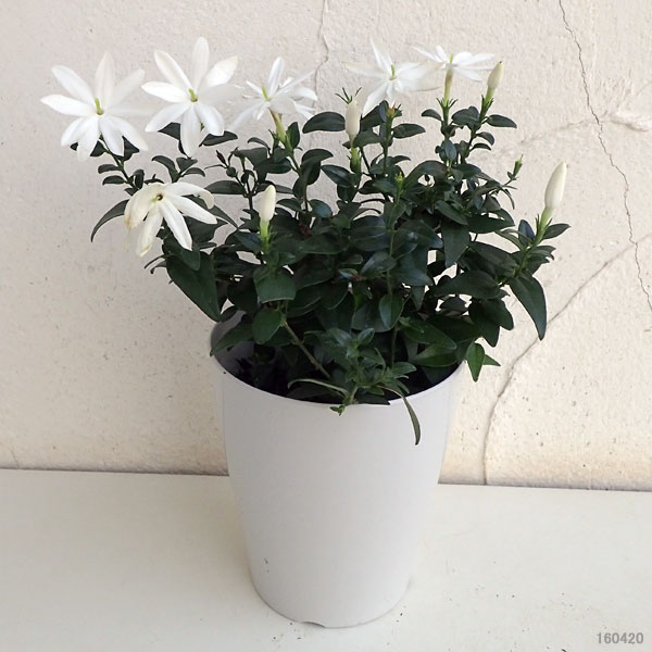 園芸ネット本店｜ジャスミン：木立性星咲ジャスミン5号鉢植え の通販