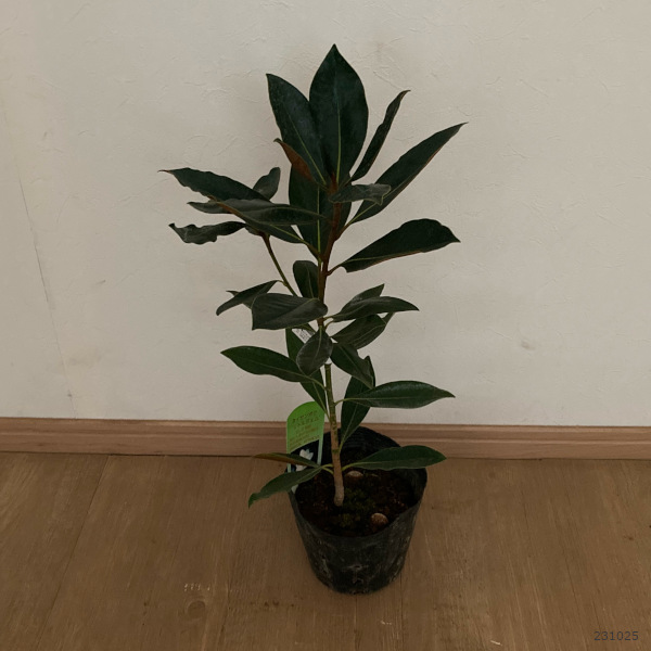 園芸ネット本店｜タイサンボク：リトルジェム 5号ポット の通販【公式】